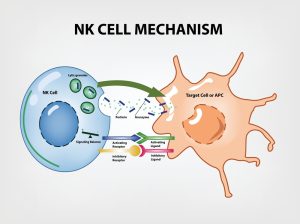 Tế bào gốc NK