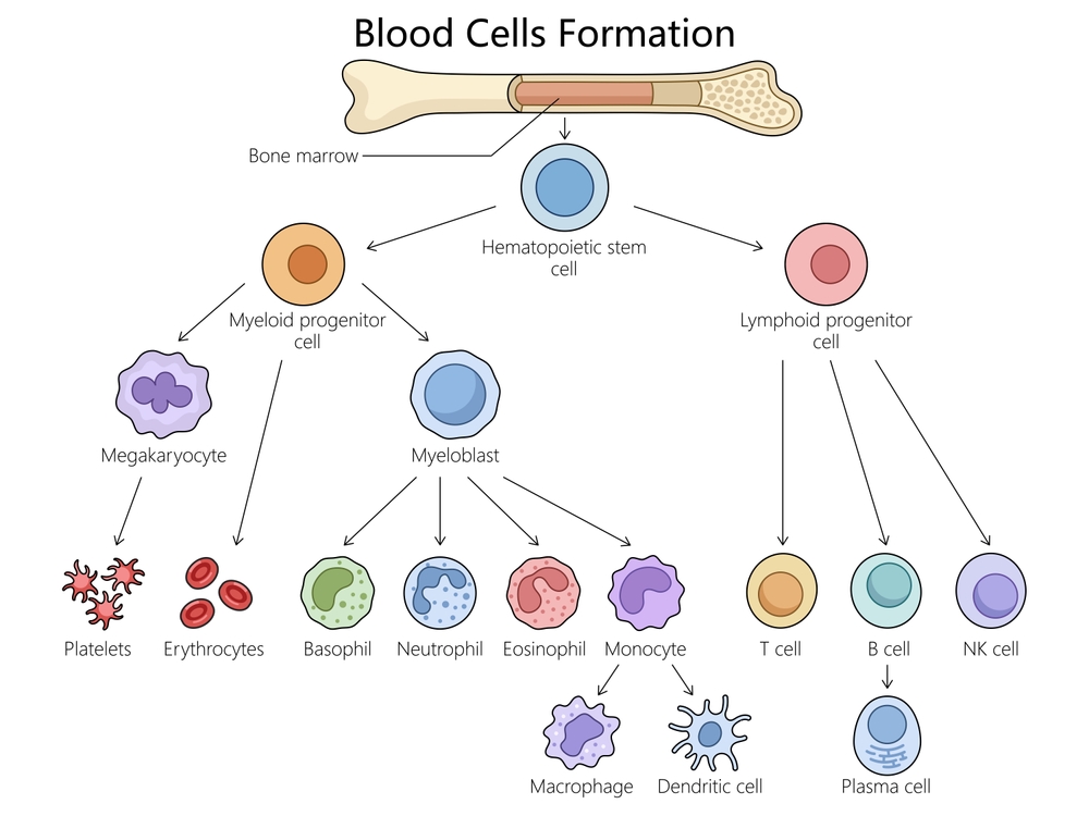 Peripheral Blood-Derived Stem Cells